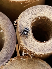 Corythalia argentinensis