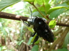 Xylocopa