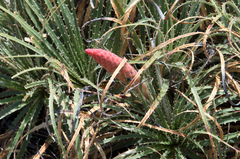 Puya humilis