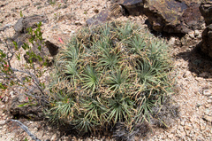 Puya humilis
