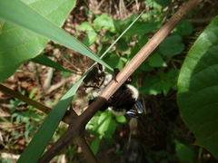 Xylocopa