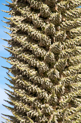 Puya raimondii