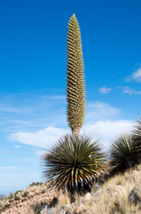 Puya raimondii