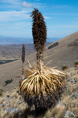 Puya raimondii