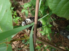 Xylocopa
