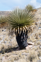 Puya raimondii