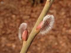 Salix caprea