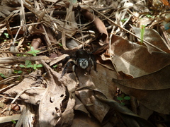 Xylocopa