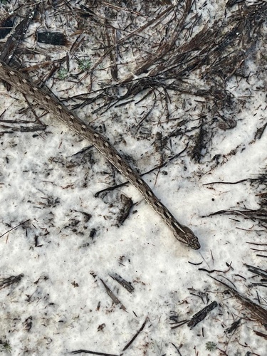Petrolina Mock Viper