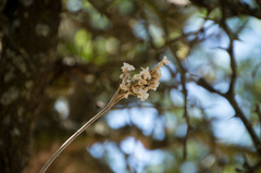 Tillandsia streptocarpa