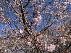 Prunus