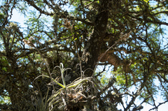 Tillandsia streptocarpa