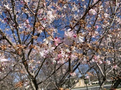 Prunus