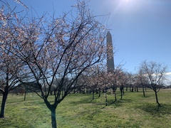 Prunus