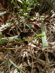Xylocopa