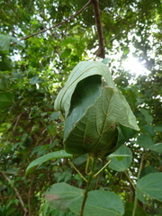 Oecophylla longinoda
