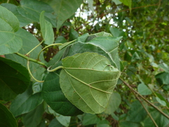 Oecophylla longinoda