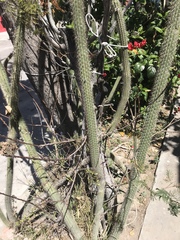 Nyctocereus serpentinus