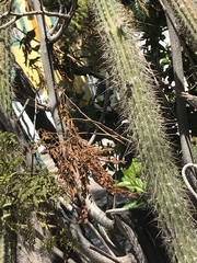 Nyctocereus serpentinus