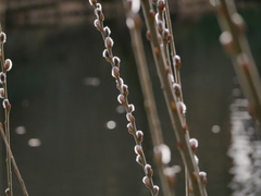 Salix caprea