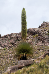 Puya raimondii