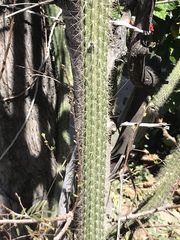 Nyctocereus serpentinus