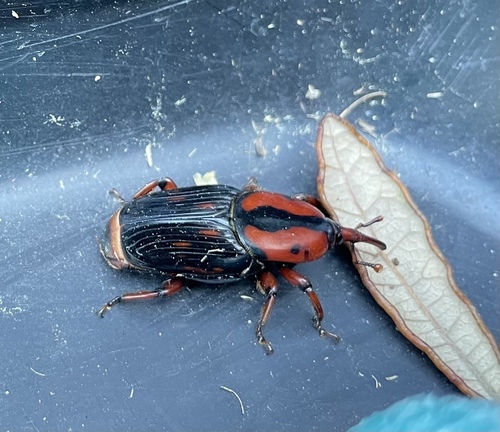 Palmetto Weevil photo 3