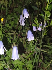 Apennine anemone (Anemonoides apennina)