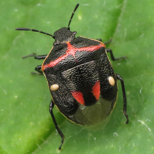 Twice-stabbed Stink Bug
