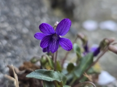 Viola inconspicua, photograph (c) WATANABE Hitoshi 渡辺仁, some rights reserved (CC BY)