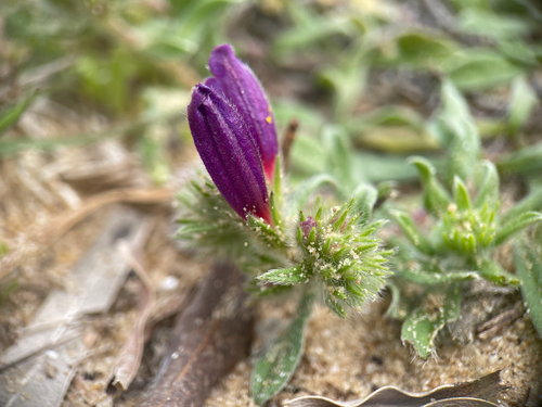 sand viper's bugloss