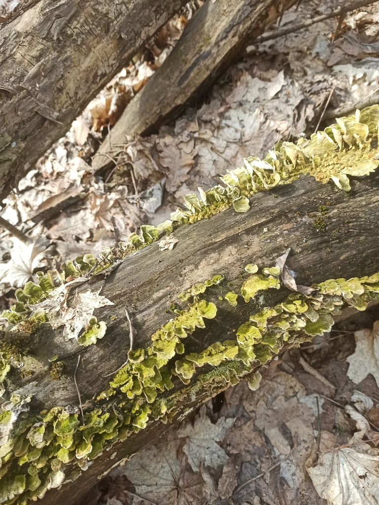 Trichaptum biforme · March 2026 · photo: © maria_izh (iNaturalist, cc-by)