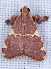 Parachma rufoflavalis