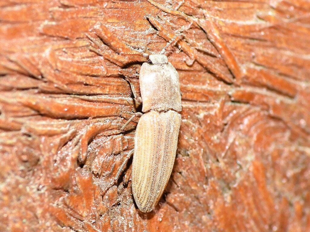 Agrypnus lateralis