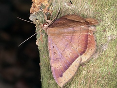 Hemeroblemma scolopacea