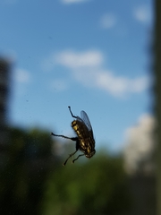 Oxysarcodexia varia