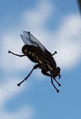 Oxysarcodexia varia
