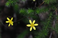 Euryops hypnoides