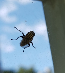 Oxysarcodexia varia