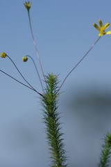 Euryops hypnoides