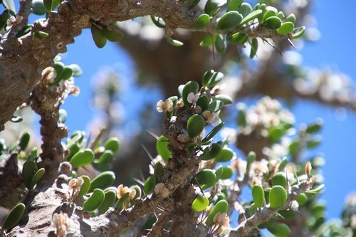 Alluaudia comosa