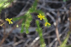Euryops hypnoides