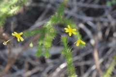 Euryops hypnoides