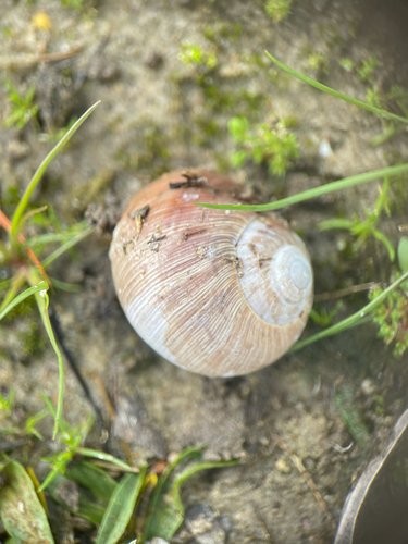 Brown-mouthed Helix