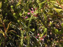 Erica excavata