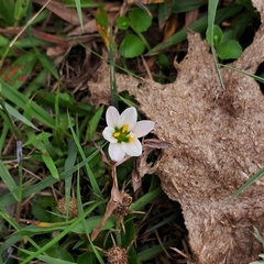 Zephyranthes minima, photograph (c) Agustina Medina, some rights reserved (CC BY)