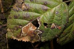 Stigmella aurella