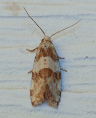 Aethes argentilimitana