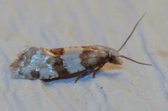 Aethes argentilimitana