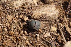 Scarabaeus radama